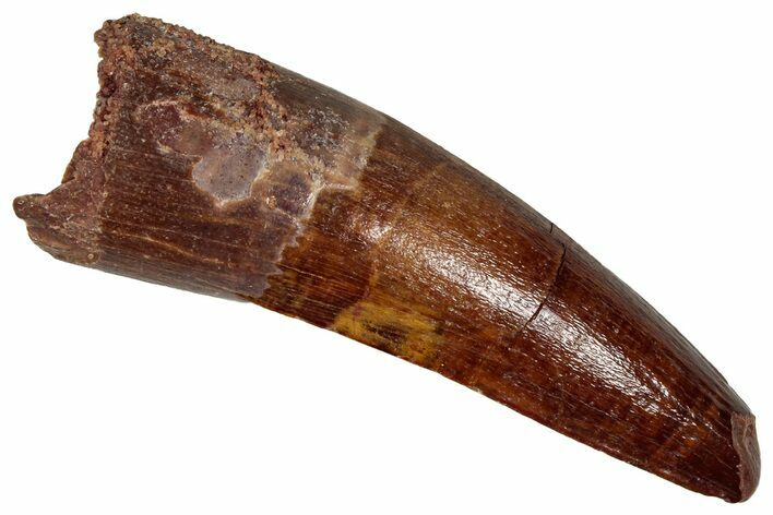 Fossil Spinosaurus Tooth - Real Dinosaur Tooth #350079